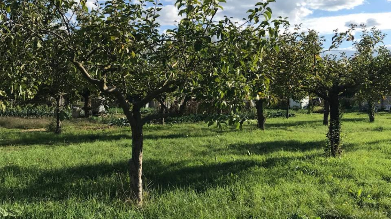 Trattamento Preventivo Difesa Alberi da Frutto - Il Dottore Delle Piante - Esperto Agronomo