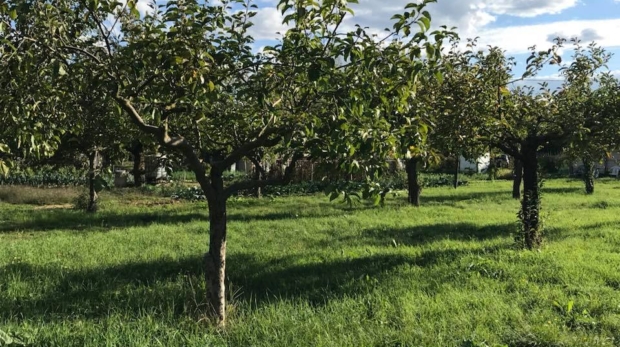 Trattamento Preventivo Difesa Alberi da Frutto - Il Dottore Delle Piante - Esperto Agronomo