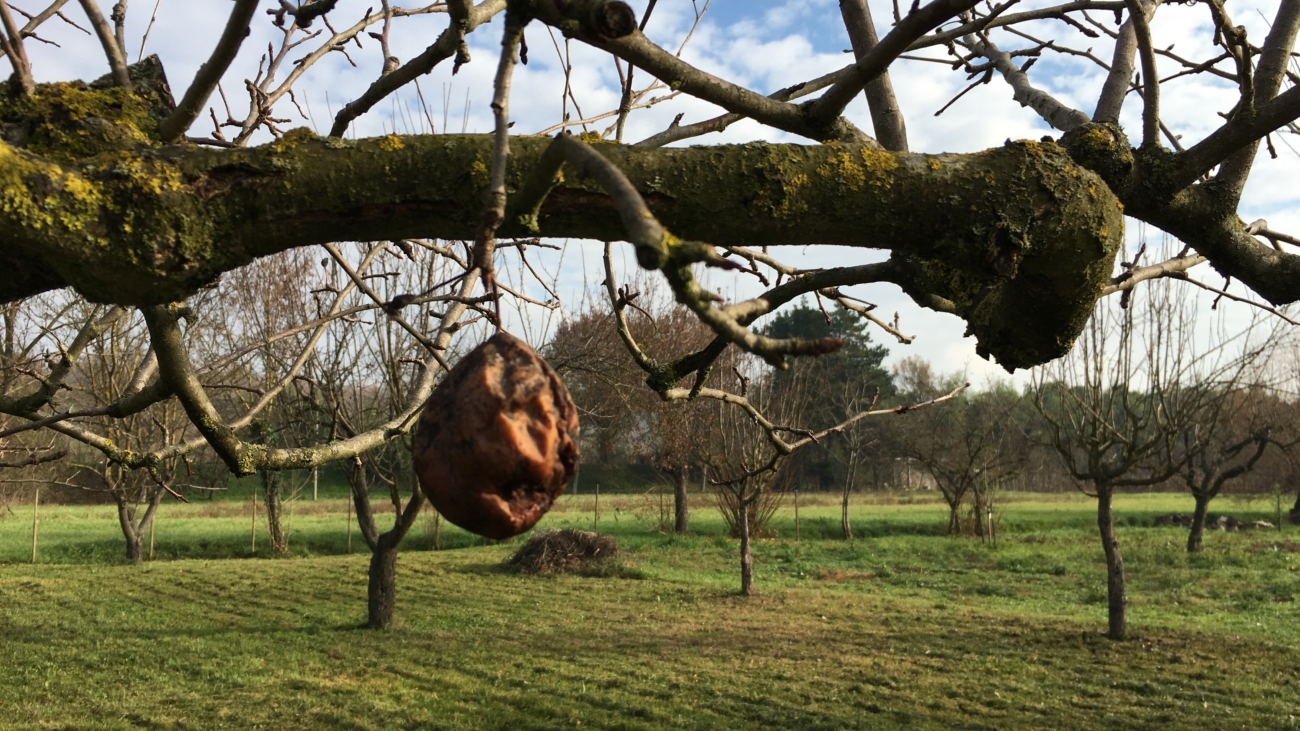 Difesa Alberi da Frutto - Il Dottore Delle Piante