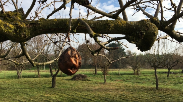 Difesa Alberi da Frutto - Il Dottore Delle Piante