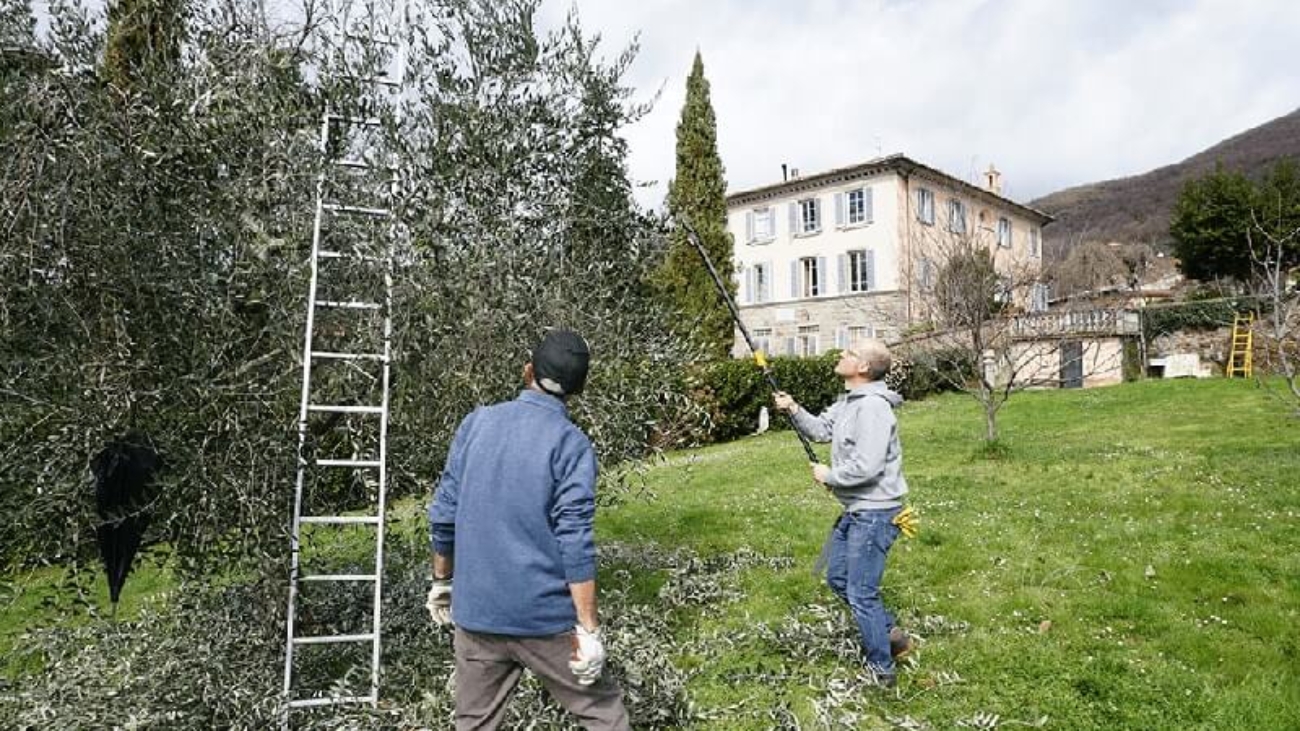 Lo Svettatoio - Attrezzo per la potatura - Il Dottore Delle Piante - Esperto Agronomo