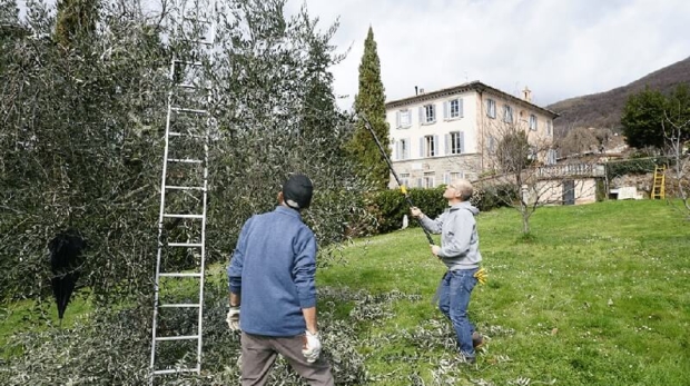 Lo Svettatoio - Attrezzo per la potatura - Il Dottore Delle Piante - Esperto Agronomo