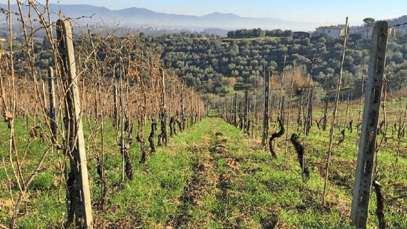 Potatura Della Vite - Il Dottore Delle Piante - Esperto Agronomo