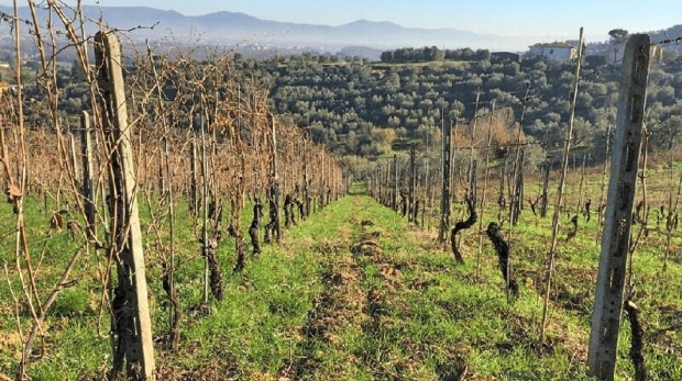 Potatura Della Vite - Il Dottore Delle Piante - Esperto Agronomo