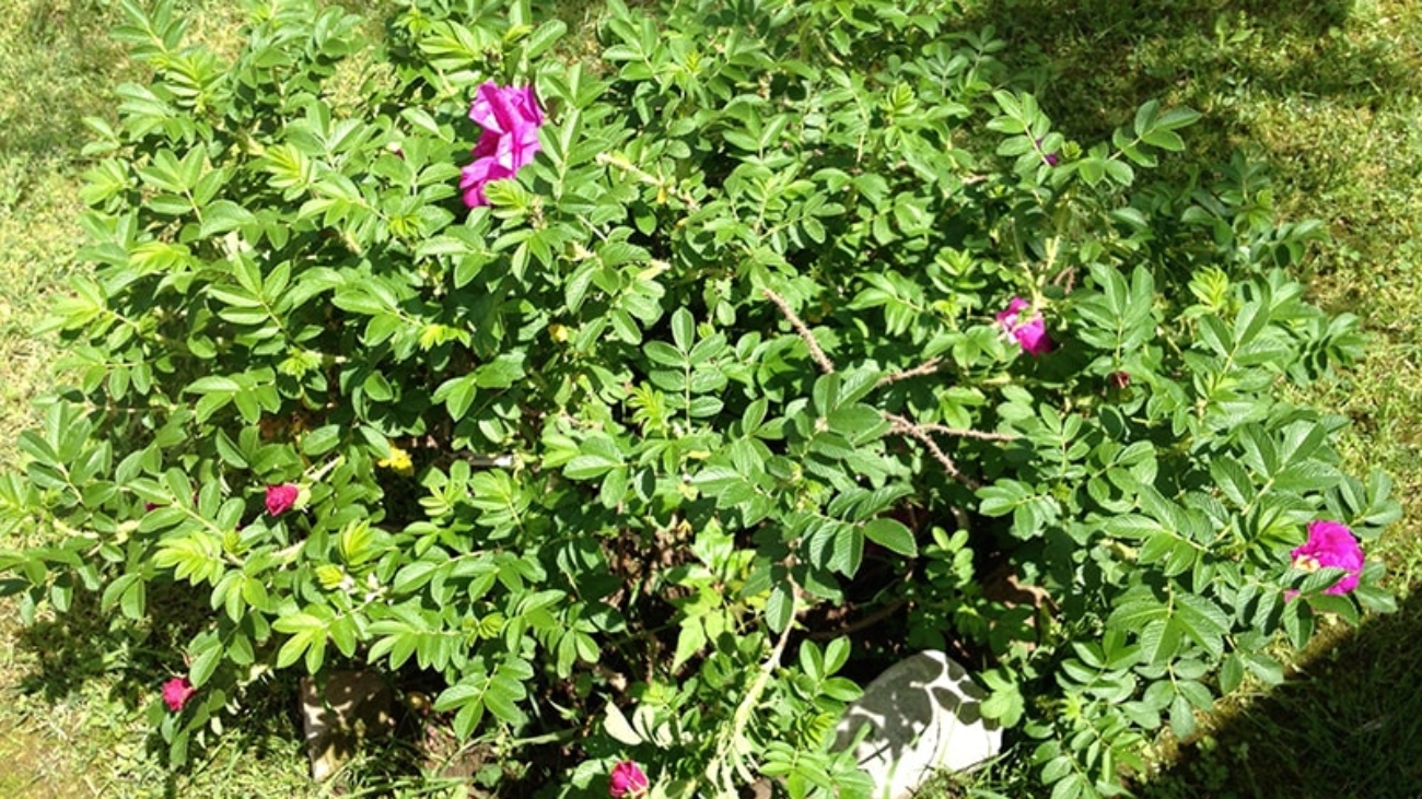 introduzione-alla-potatura-della-rosa-rugosa-Il-dottore-delle-piante