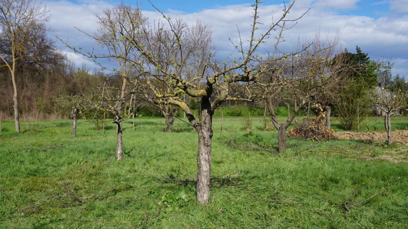 Corso Potatura Alberi da Frutto - Il Dottore Delle Piante - Esperto Agronomo