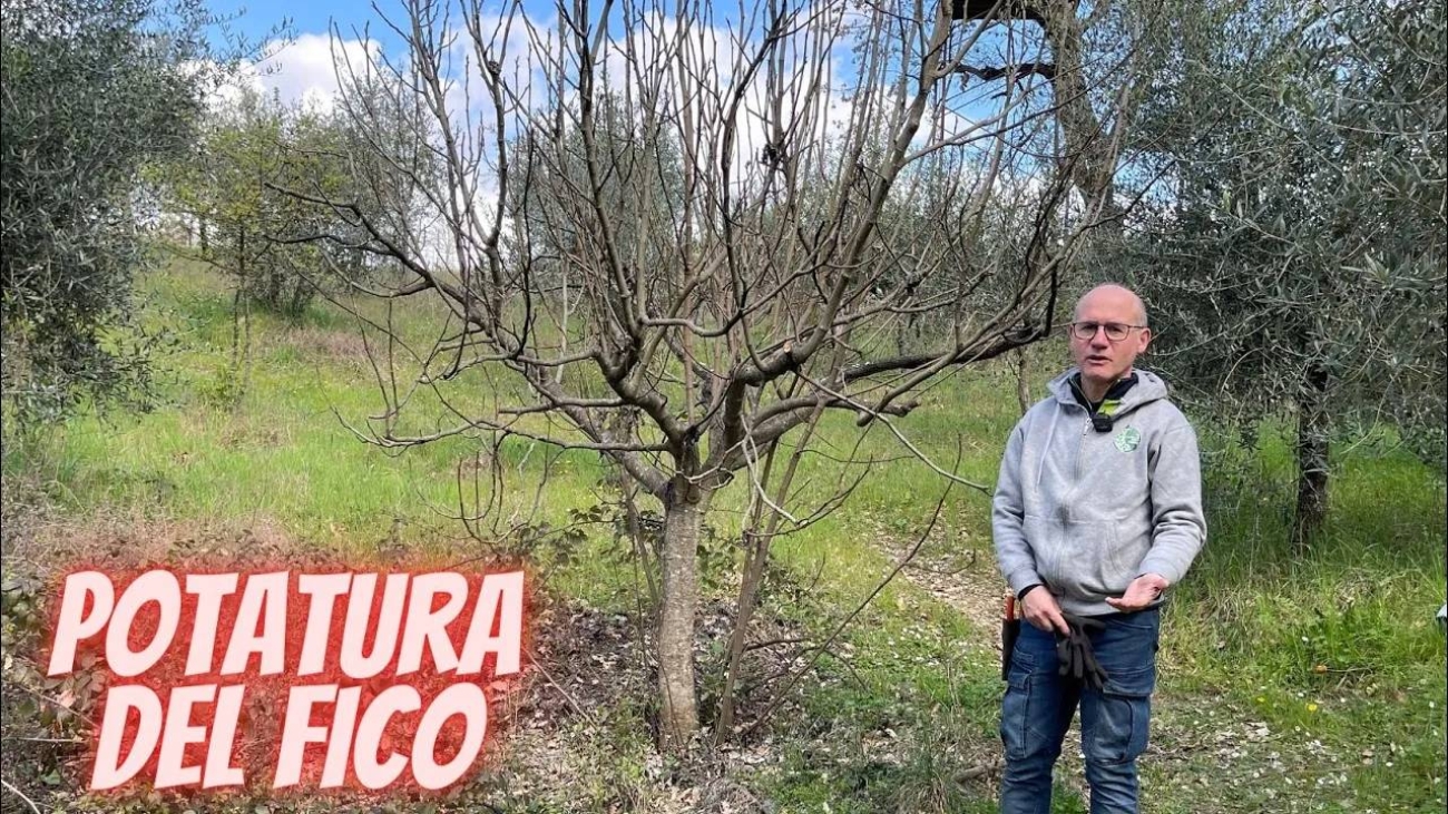 la potatura del fico - il dottore delle piante