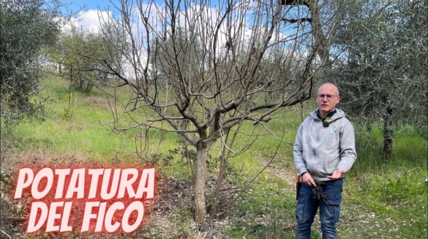 la potatura del fico - il dottore delle piante